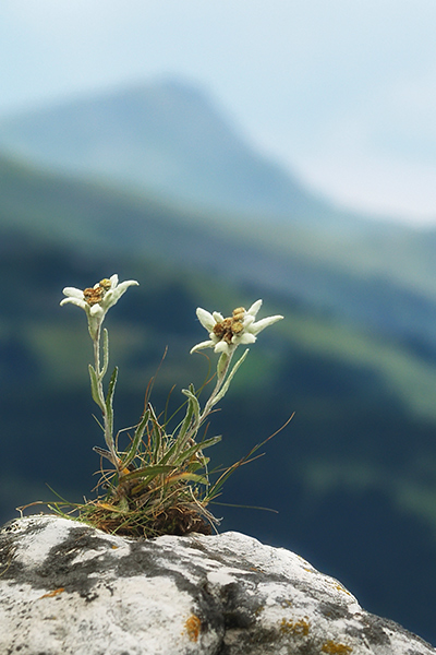 Detox Intense relies on the comprehensive effect of edelweiss - a true fountain of youth! Edelweiss